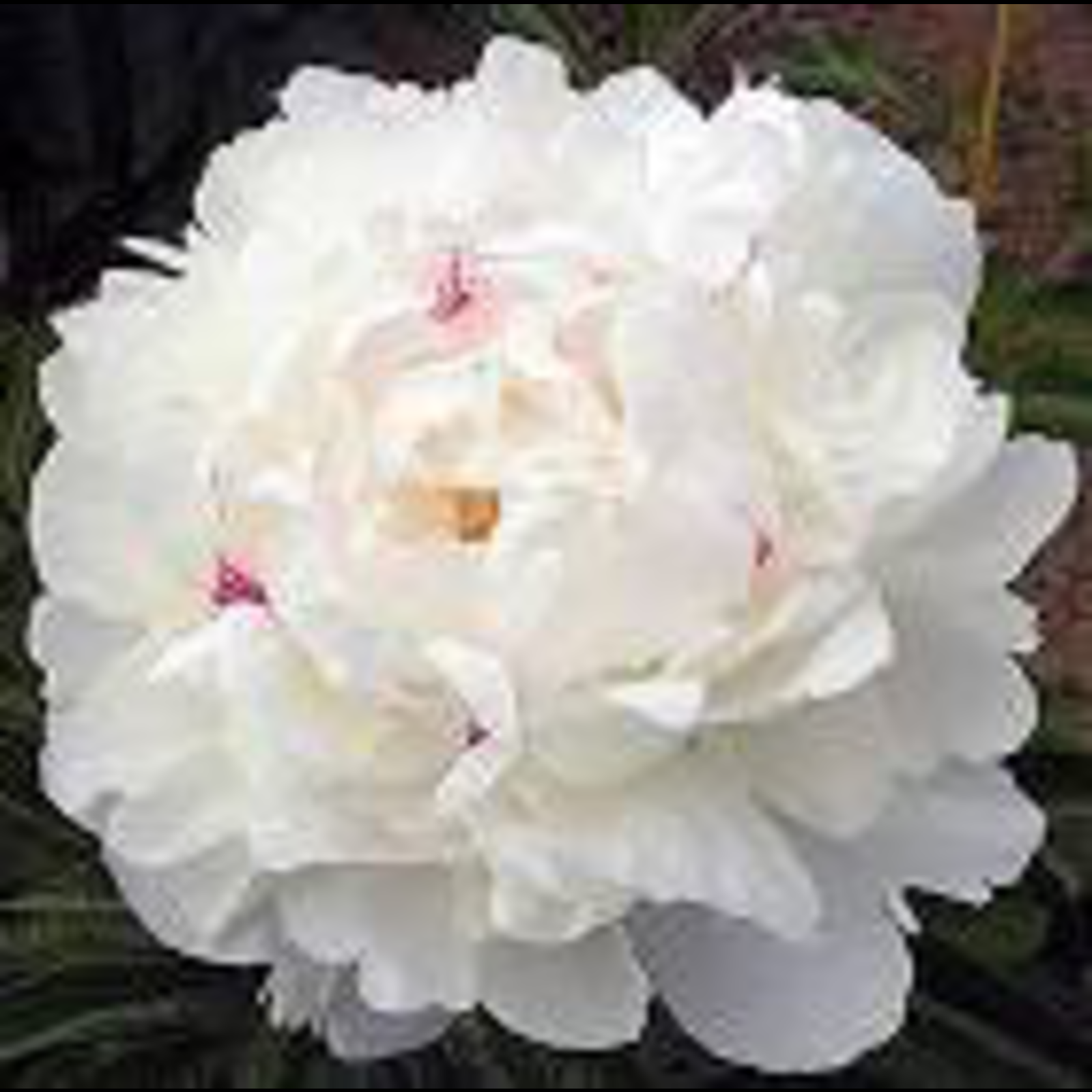 Festiva Maxima Peony, 3-5 eye